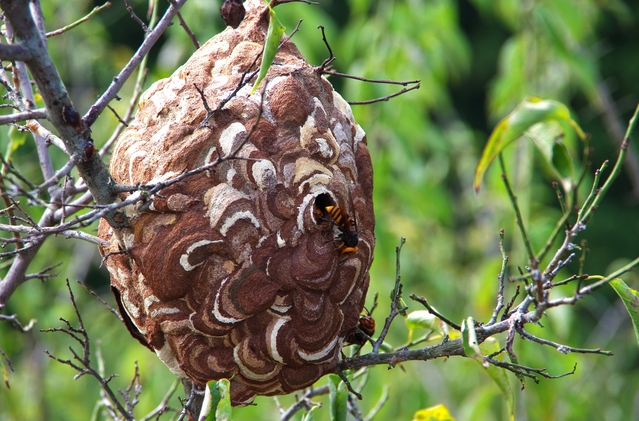 蜂の巣駆除のイメージ